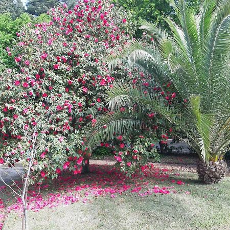 Casa Da Espinhosa Bed & Breakfast Guimaraes Ngoại thất bức ảnh